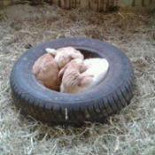 2 kid goats curled up in tire