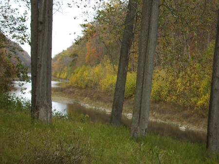 Creek viewed through trees from train