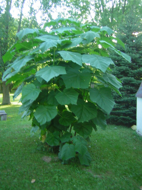 View of plant itself, large lobed leaves, overall plant shape is roughly cone shaped.