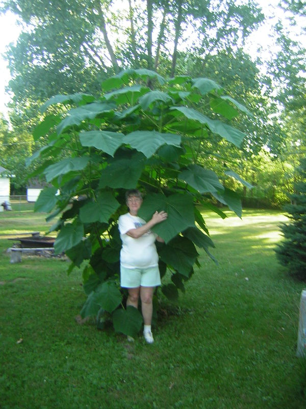 Member standing backed into plant. Gives good perspective of relative size of plant and leaves. The plant is twice her height.