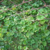 Low growing ground cover with round leaves.