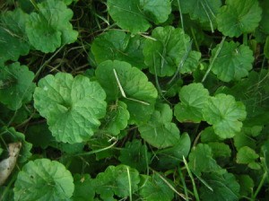 Closeup of leaves.