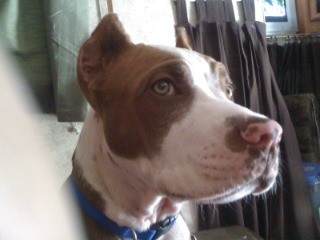 Closeup of male pit bull puppy, white with dark markings around eyes.