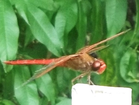 Red dragonfly on garden stake