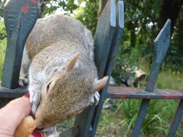 Feeding Squirrels