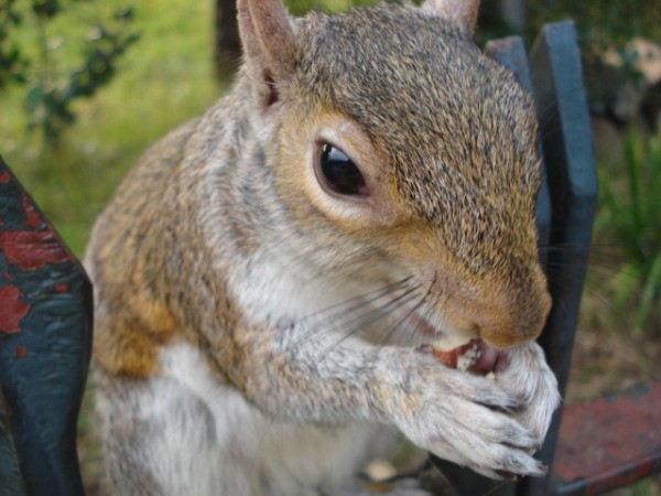 Squirrel Up-close