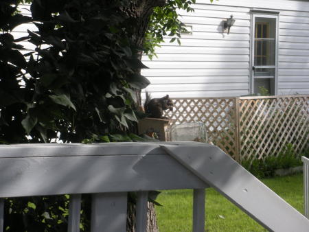 Squirrel eating from a squirrel feeder.