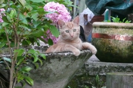 Mustard the Cat in Cement Planter