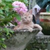 Mustard the Cat in Cement Planter
