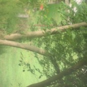 Two trunk tree on a hill.