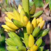 Bananas growing on a tree.