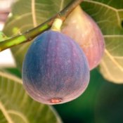 Two ripe figs hanging on branch.