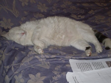 White cat laying on a couch.