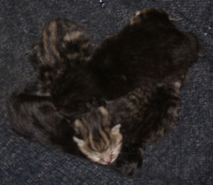 Photo of newborn kittens.