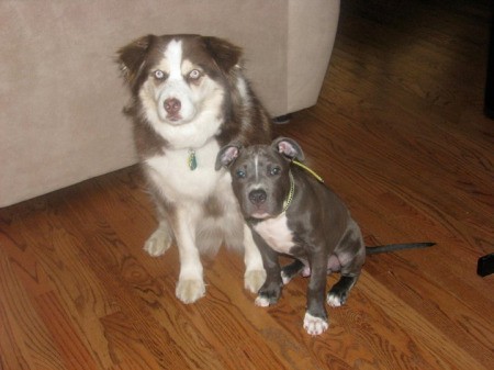 Adult Australian Shepherd and Pit puppy.