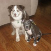 Adult Australian Shepherd and Pit puppy.