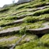 Lots of Moss on Roof