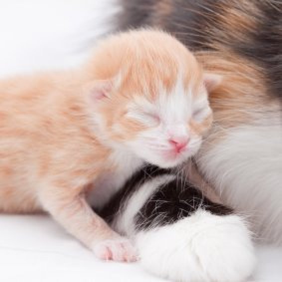 bathing newborn kittens