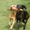 Tow Dogs Holding Stick Together