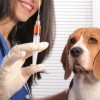 Dog Worried About Getting Vaccine Shot