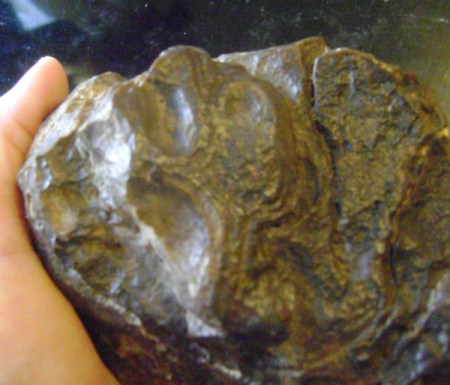 Petrified mud rock held in hand