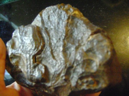 Petrified mud rock in hand