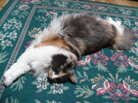 Long haired calico cat stretched out on carpet