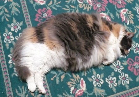Long haired calico cat sleeping on carpet