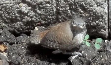 Baby house wren on ground looking at camera