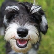Schnauzer with its mouth open.