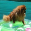 Redish Pomeranian on floating tube in swimming pool