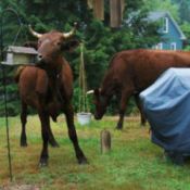 2 young bulls in yard