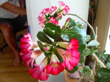 Pink and White Desert Rose in Bloom