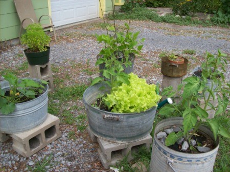 Several galvanized tubs with vegetables planted in them along gravel driveway