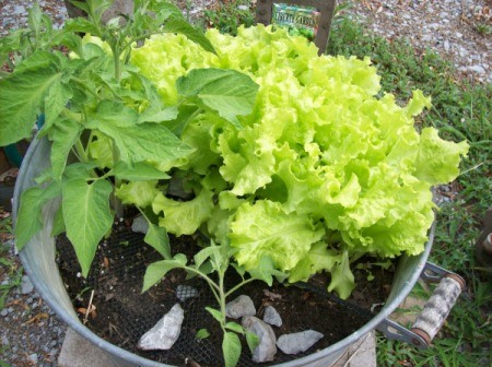 Closeup of tub garden wtih lettuce and tomato plant