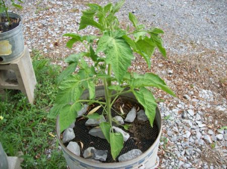 Closeup of tub garden with tomato plant