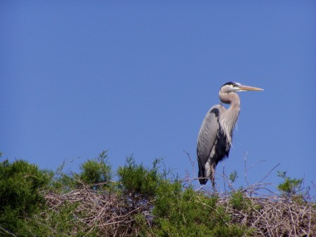 Great Blue Heron with Blue Sky Background