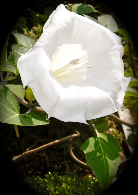 White Angel Trumpet Flower in Bloom
