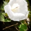 White Angel Trumpet Flower in Bloom