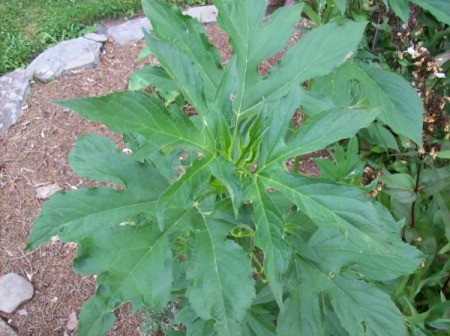 Closeup of large plant in garden.