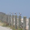 6 gulls lined up on beach fence
