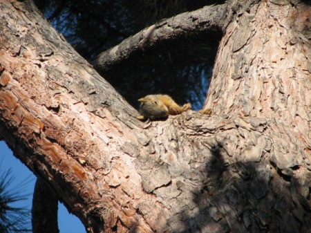 A young squirrel in a tree.