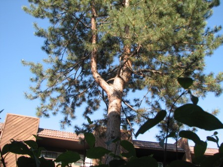 A squirrel in a tree.