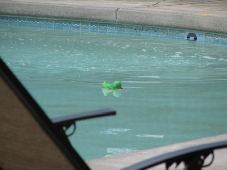A green rubber duckie in a swimming pool.