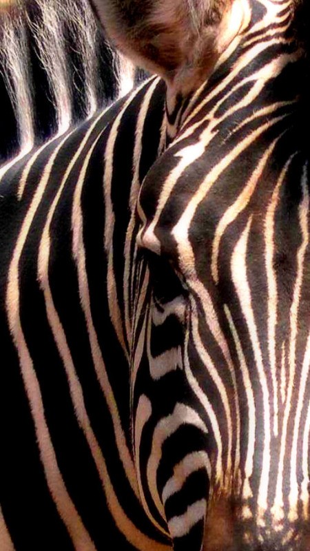 A friendly zebra at a wildlife park.