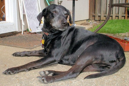 Lola Laying on Patio