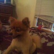 Fox like puppy on bed.