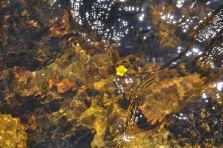 A yellow flower floating in a mountain stream in Wyoming.