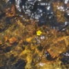 A yellow flower floating in a mountain stream in Wyoming.