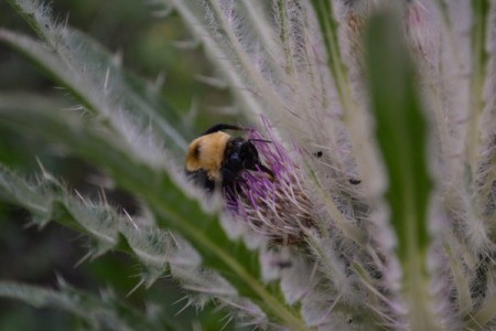 Large Bee on Cactus Flower